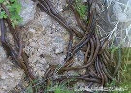 农村电蚯蚓猖獗,也没人管!一天挣上百,电蚯蚓比电鱼更让人气愤
