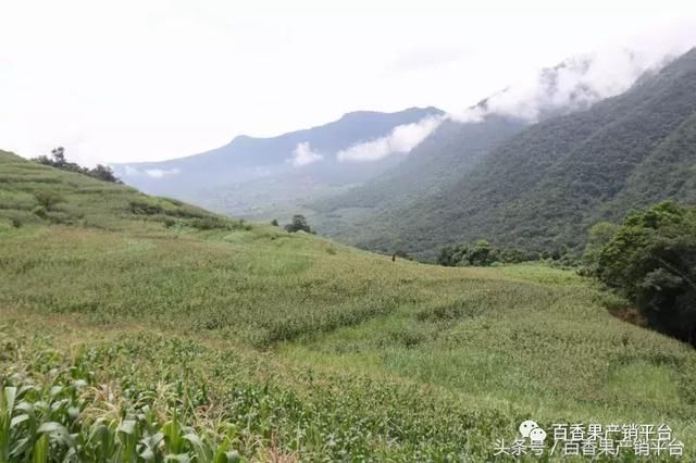 基地行|云南篱笆窗帘架种植黄金百香果,硕果