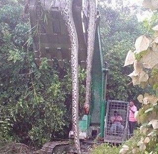 挖掘机师傅挖出上古巨蛇,遭受剧烈惊吓突发心