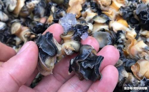 农村水里多到吃不完的一种东西,城里卖20多元