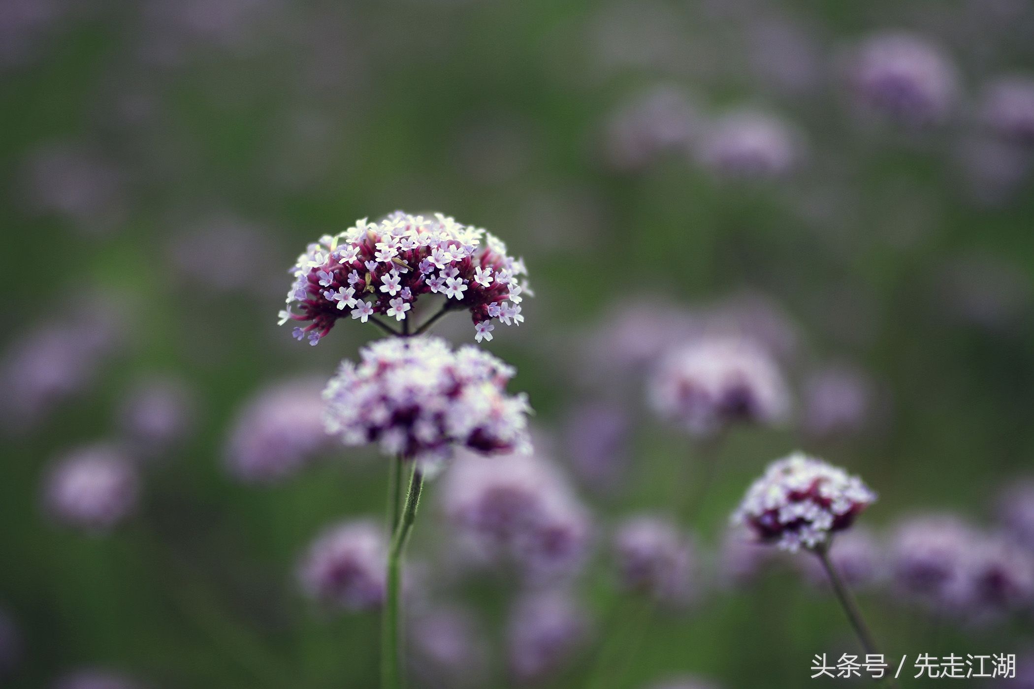 200余亩鲜花汇聚紫色海洋，安徽这个地方不容错过