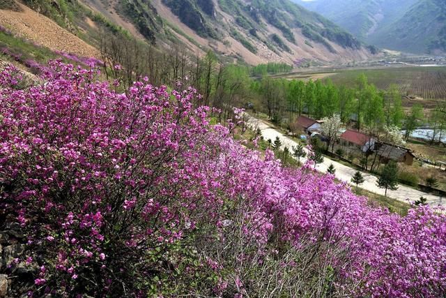白山户外群关门砬子观映山红休闲一日游