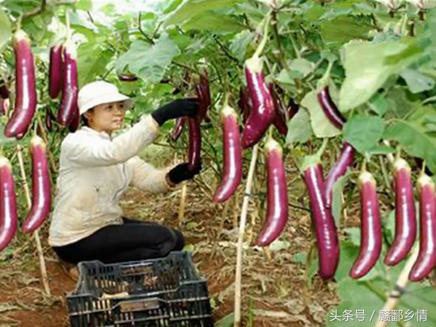 菜农的大棚内风景胜过旅游区，最后一张图的果实真的没几个人认识