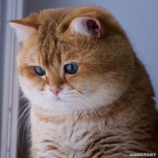 今日快乐源泉:养一只俄罗斯的橘猫是什么体验