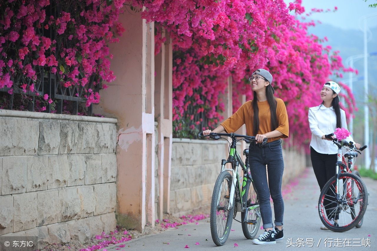 三角梅花开成瀑，花团似锦姹紫嫣红