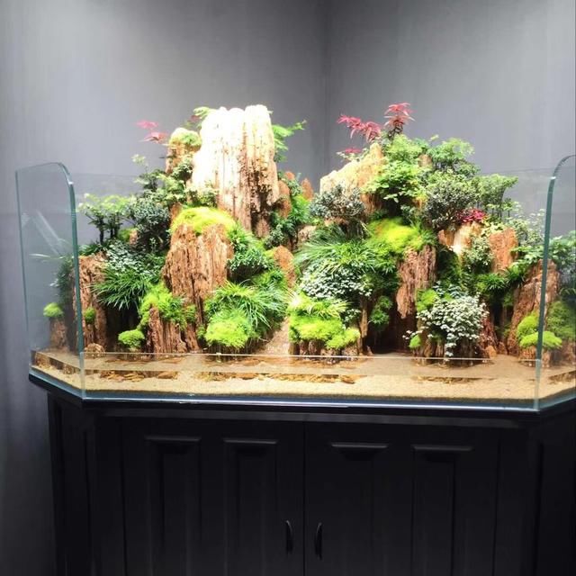 10种鱼缸造景风格分析-水草缸