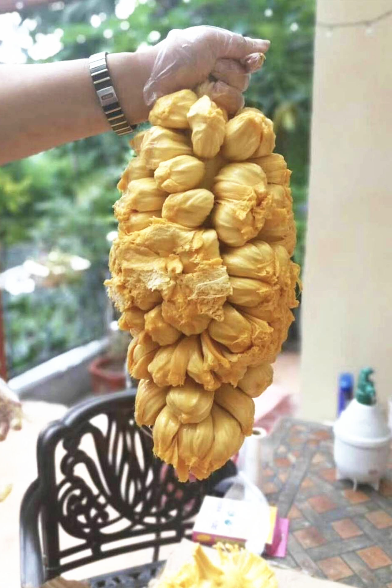 榴莲蜜与菠萝蜜的嫁接成果,硕果累累,可以说是