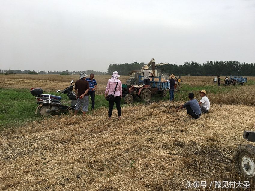 实拍河南正阳老农民冒着35度的高温，依旧站在地头，为何不回家?