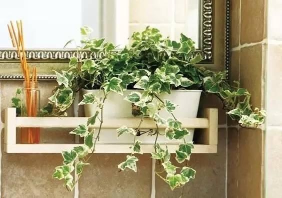 这些耐阴爬藤植物都能养室内,比绿萝还要美