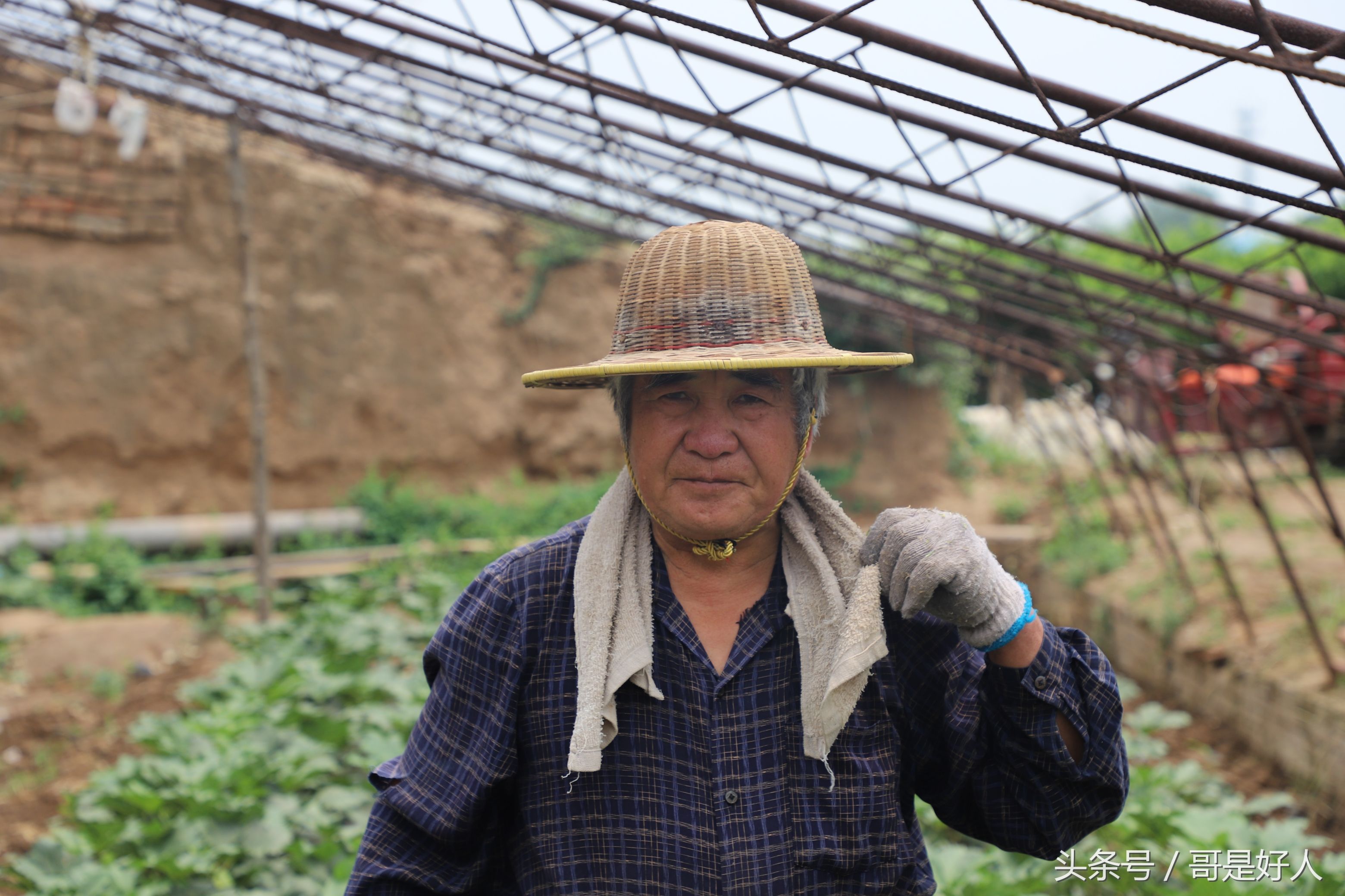 蔬菜界第一大网红秋葵喜获丰收 陕西大荔农民