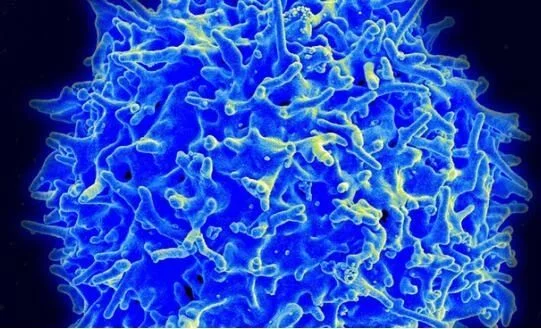 “癌症克星”pd-1怎样实现治疗多种癌症的!