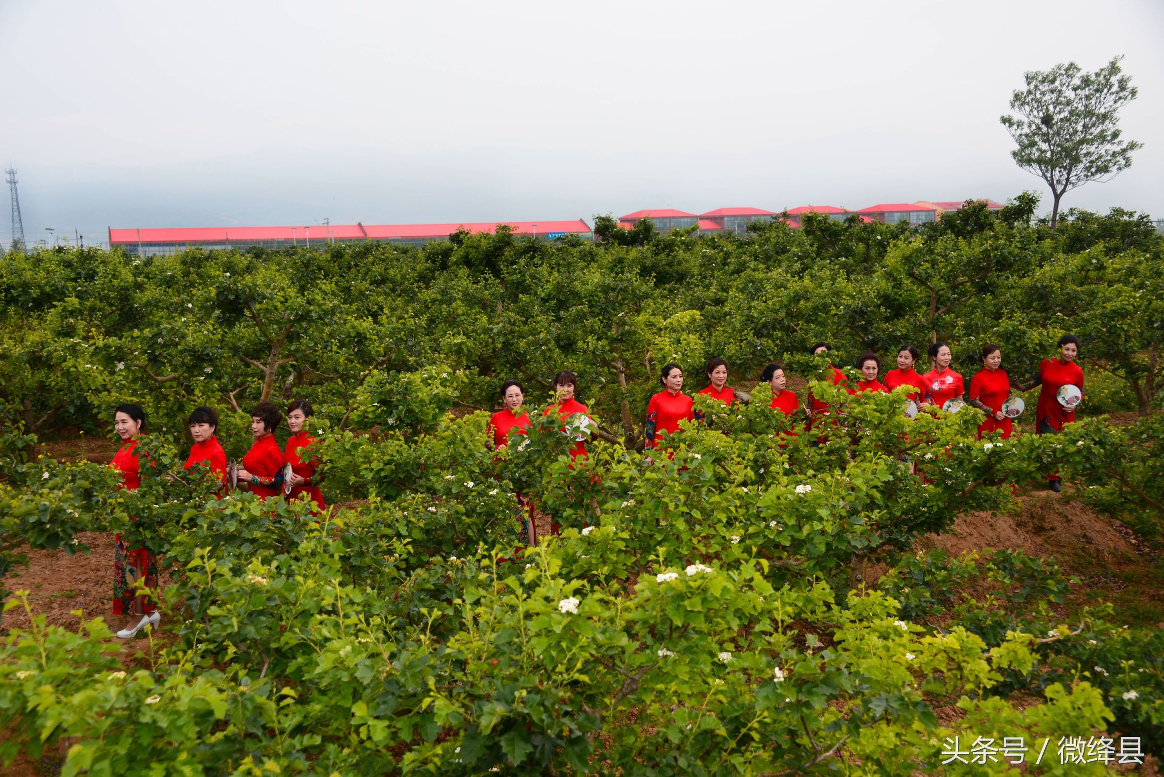 晋南绛县农村万亩果园里上演精彩旗袍秀