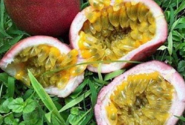 这种水果没有果肉只有籽,常吃对男人和女人身