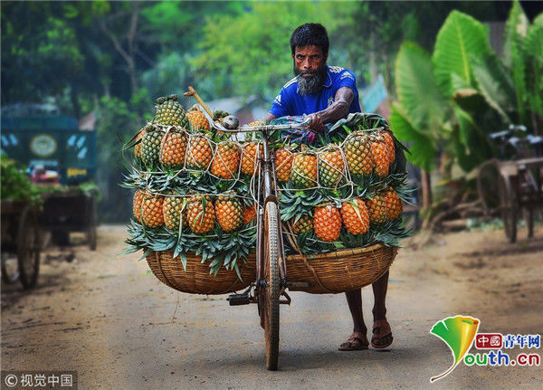 实拍孟加拉菠萝运输人力车夫 自行车拉几十个