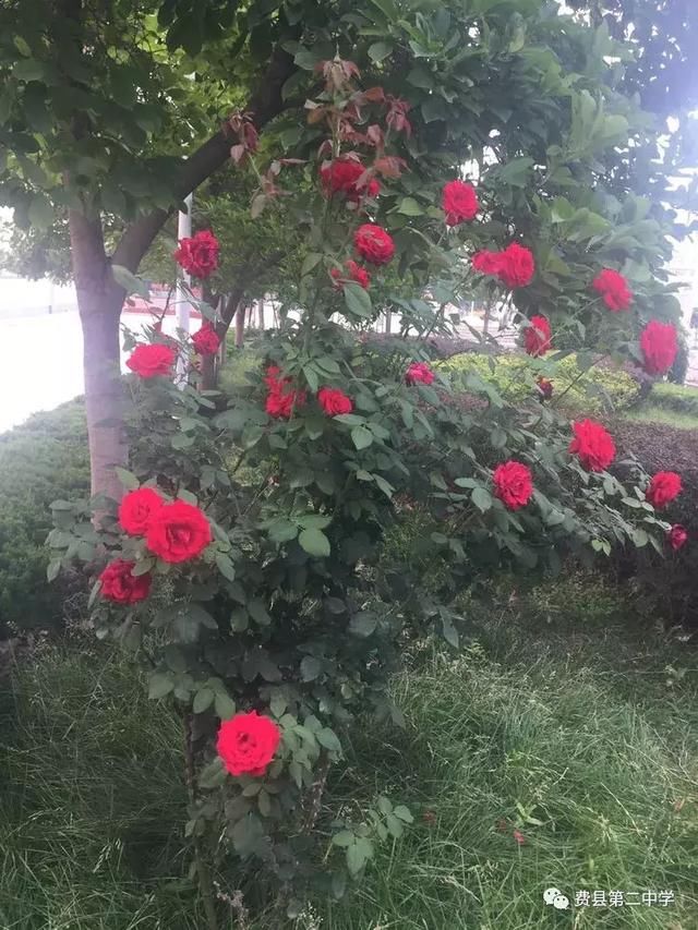 花树简谱_鸡蛋花树图片(2)