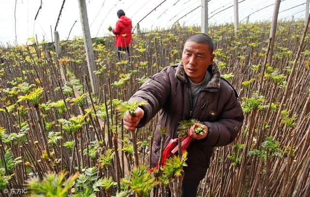 这种树上长的蔬菜50元一斤！有人奉为至宝有人避之不及，怎么回事