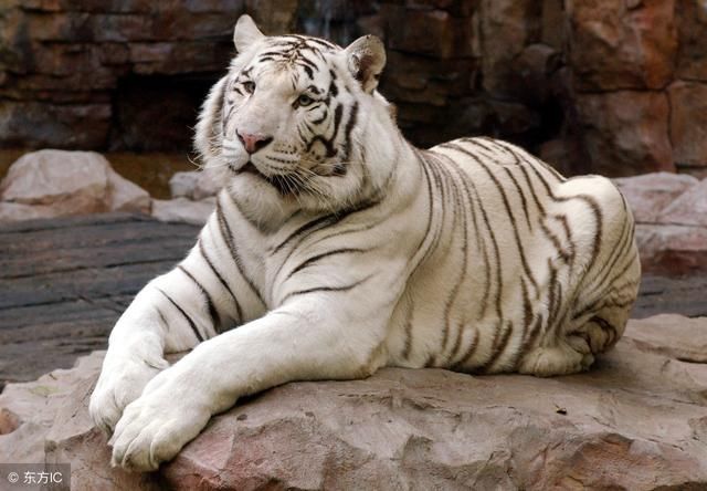 8个超级有趣的冷知识!左青龙,右白虎中央是什