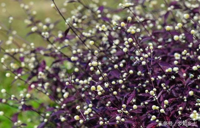 这种野草蛇见了会发抖，玩蛇的人常用来防身，非常好的止痛消炎药