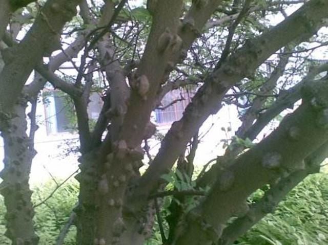 花椒栽培技术 衰老树的修剪