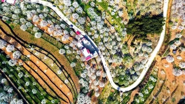 云南一场“梨花雨”，开出了地球上最美的春天！