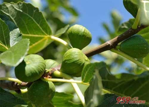 什么果树好管理又赚钱?种植这10种果树一年就