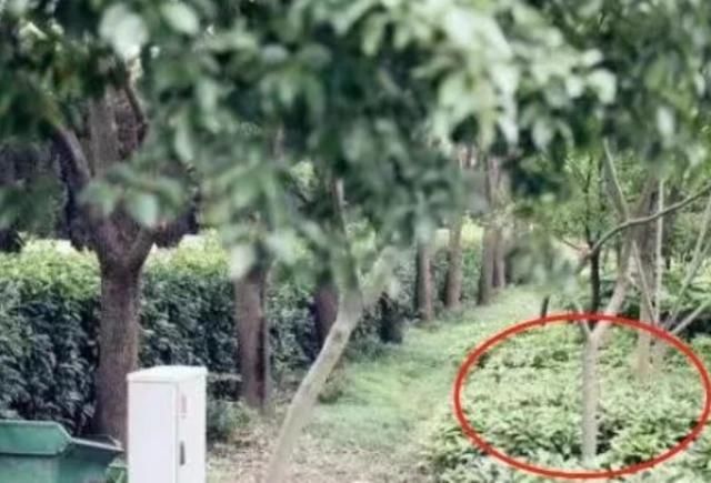别墅豪宅沦为菜园！李连杰曾花费2亿元打造，今成安保人员宿舍楼