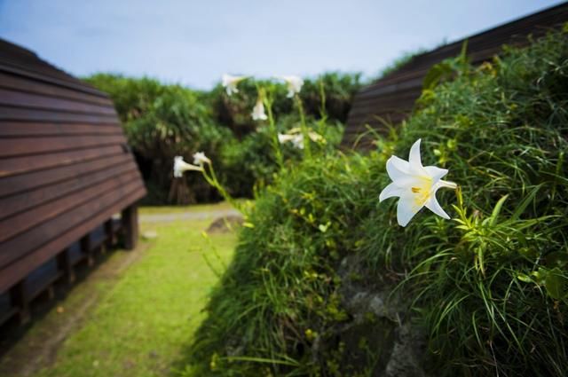 走花东，看看湾湾嘴里的“槟榔西施”花容几何