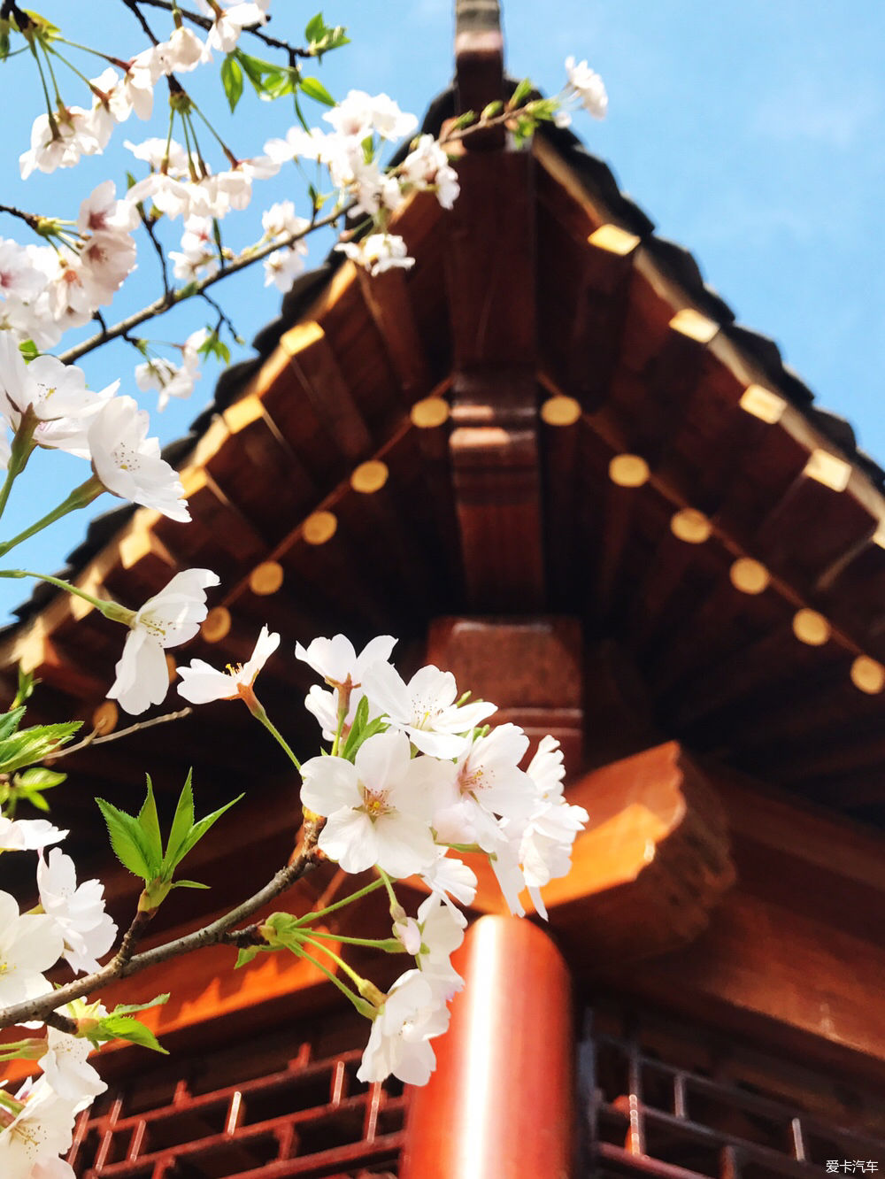 【春之彩】又是一年樱花烂漫时