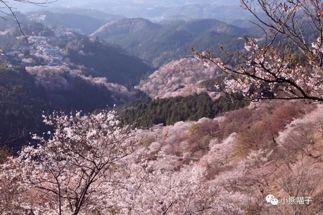 还在烦恼去哪看樱花?你绝对不可错过的9大赏樱圣地!