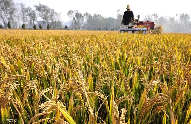 2018年，普通农户还能种植粮食吗？看完这几点再做决定可避免损失