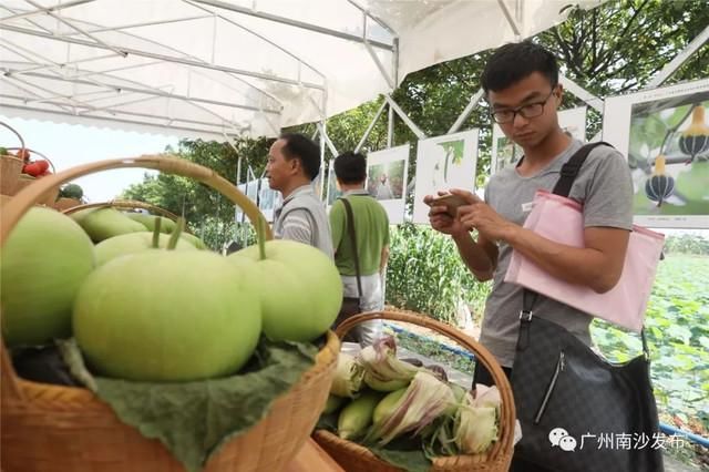 黄金西瓜见过没？1183个蔬菜新品亮相，来广州南沙涨姿势！