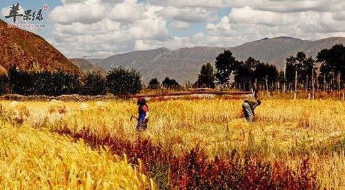 冬季喝美酒加咖啡对身体有什么害处