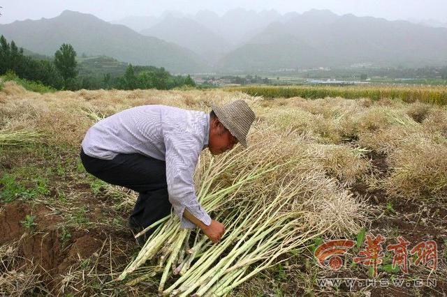 关中 夏收开始啦