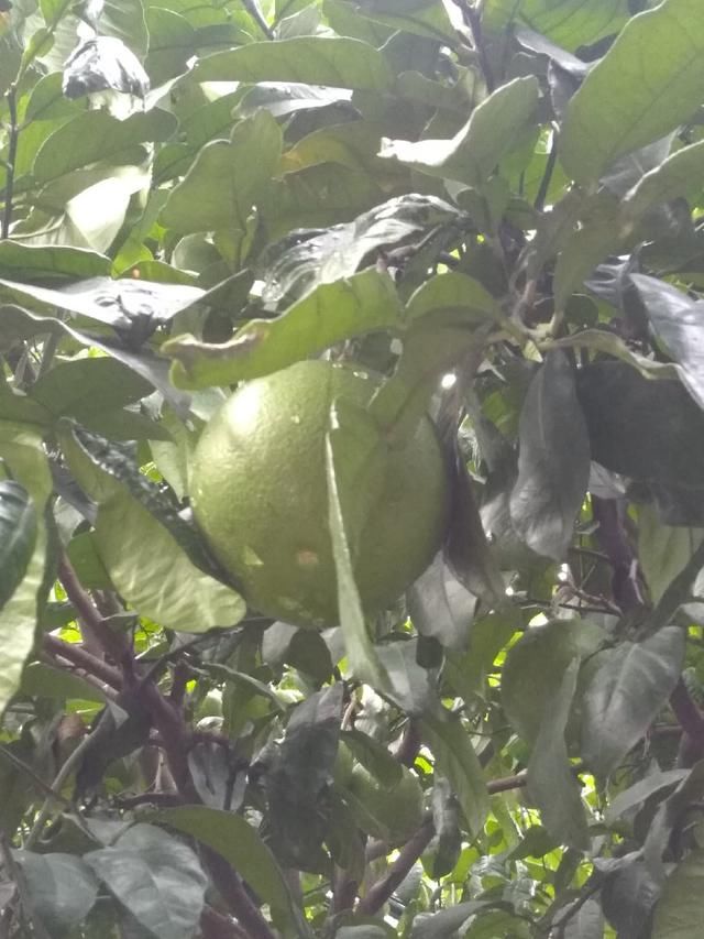 柚子叶有什么作用呢?香港广西广东人为什么爱