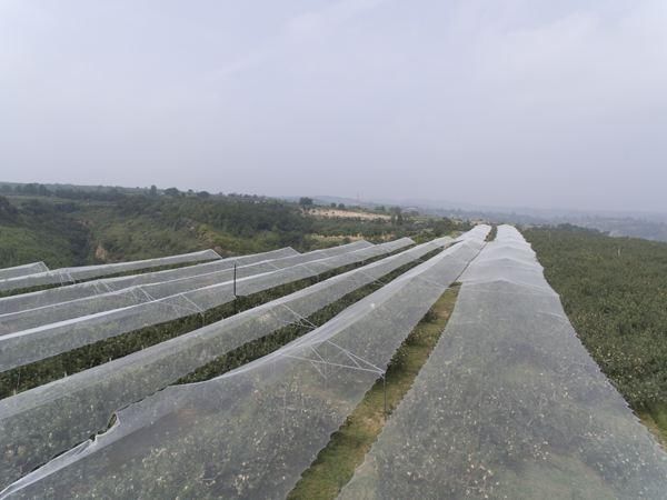 痛心！烟台多地突遭大冰雹，果农损失惨重，该怎么办？