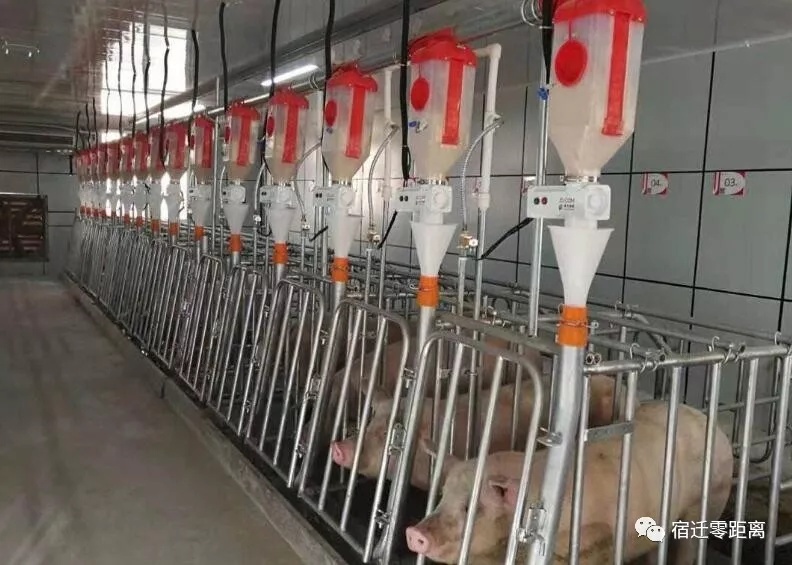 惊呆!刘强东竟然开始养猪了!还有猪脸识别