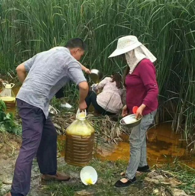 湖北一农田水沟惊现大量菜籽油 引发村民“抢”油