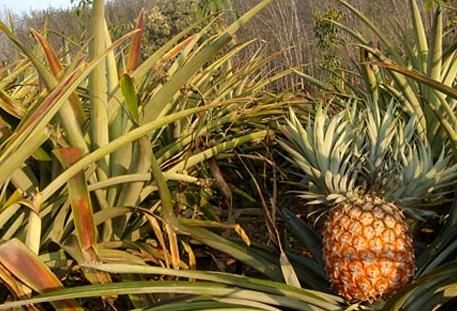 凤梨要每年种植吗 t012715b12dbac98f70.jpg