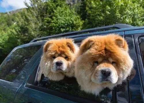 有没有宠物托运