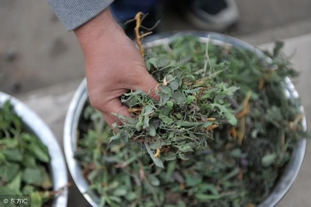 头条号上野菜满屏长，为什么很少有人种植野菜卖？