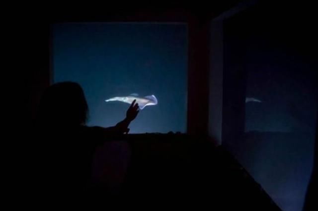 世界上直接建在海里的酒店，鱼儿与客人隔窗相望