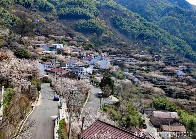 宁波四明山上这个神秘村庄，被樱桃花包围，如同世外桃源