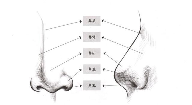 鼻子的画法