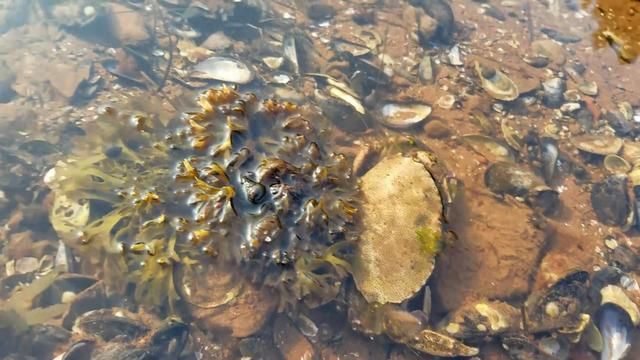 男子海边捉海鲜，看到一块“白色石头”在冒泡，拿起一看乐坏了！