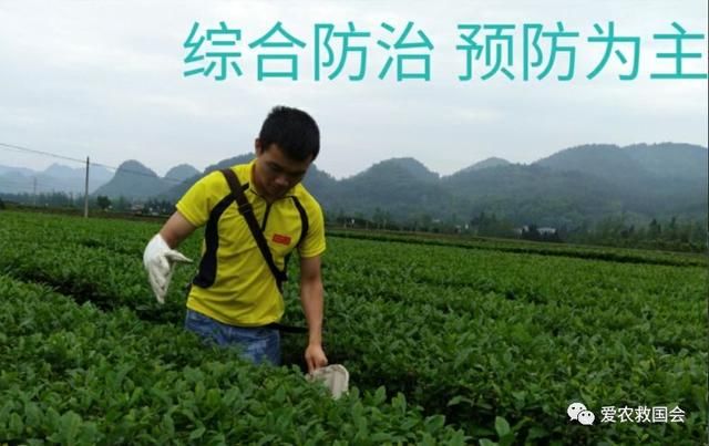 收藏:中药材地下害虫的综合防治