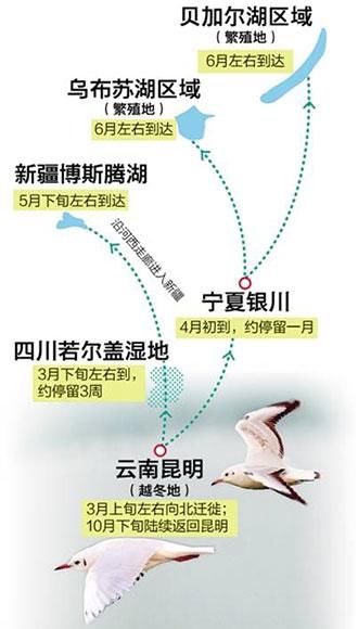 海鸥去哪儿？原来昆明不是红嘴鸥的老家