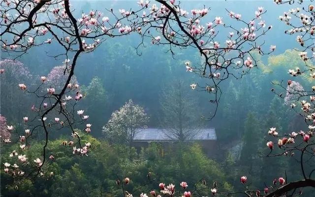 最美赏花地！最大的野生玉兰花海，天然梅博园花期正好丨无门票