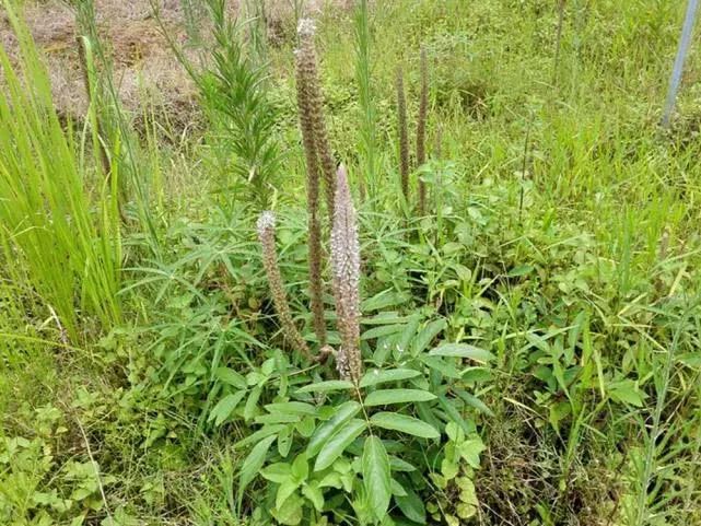 农村一种野草,过去农村娃当玩具,却不知价值珍贵,炖汤是一绝 YG电子游戏攻略