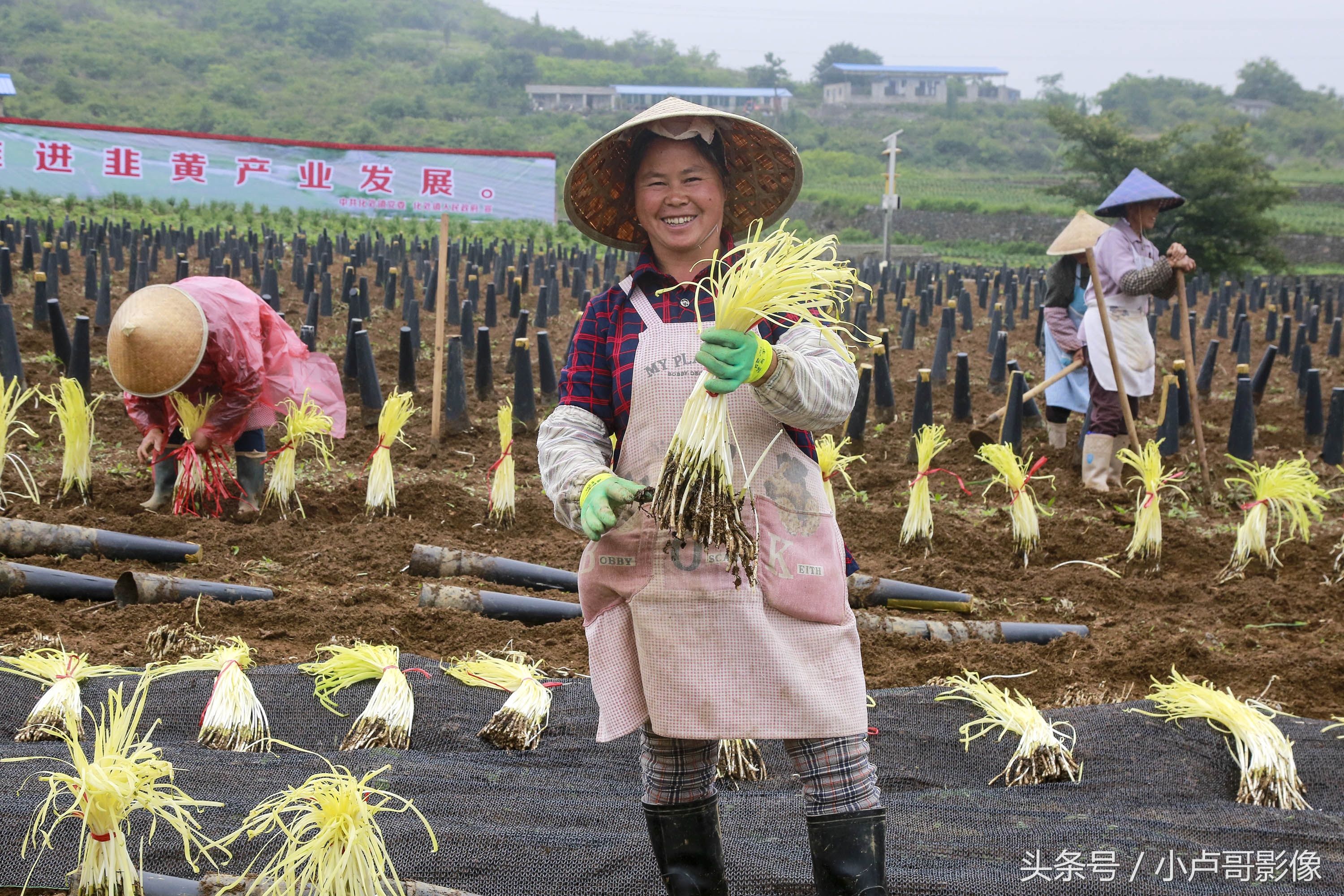 实拍韭黄种植，农民伯伯辛苦，看韭黄如何种出来，估计你不知道?