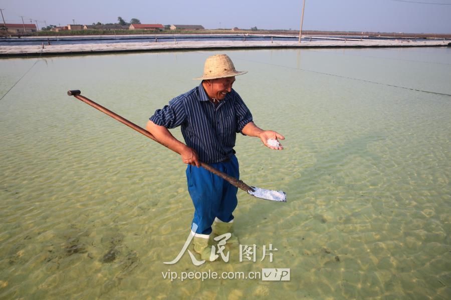 江苏连云港:盐田夏管保丰收